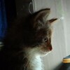 Логотип телеграм канала @cat_n_mouse — Кошка Мышка