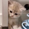 Логотип телеграм канала @cat_sex_cute — милые котики
