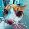Логотип телеграм канала @cat_shitpost — котячий шитпост