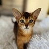 Логотип телеграм канала @cat_sun_mars — Кото-Солнечная Система