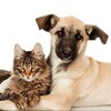 Логотип телеграм канала @catandpes — Кот и пёс