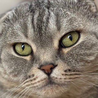 Логотип телеграм канала @catarchibald — Арчибальд