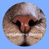 Логотип телеграм канала @catastrophicplanting — Catастрофическое цветоводство 🐈