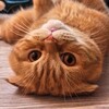 Telegram channel Факты и приколы от кота Бисквита logo