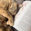 Логотип телеграм канала @catbookshelves — кошка на книжных полках