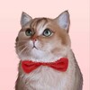 Логотип телеграм канала @catbourbon — Кот Бурбон