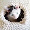 Логотип телеграм канала @catbridges — Котомостики Catbridges