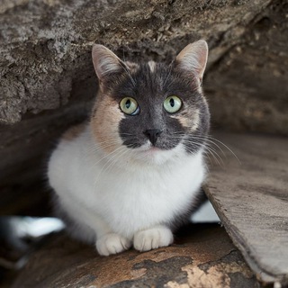 Логотип телеграм канала @catbusters — Кот из твоего двора