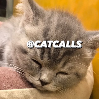 Telgraf kanalının logosu catcallss — Cat Calls