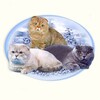 Логотип телеграм канала @catclubcat — Клуб любителей кошек Ковчег ангелов бэст кэтс , Kittens for sale, Продажа котят.