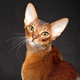 Логотип телеграм канала @catdarom — Породистые кошки в дар
