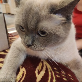 Логотип телеграм канала @catfanmimimi — Коты, Котэ, Котики