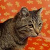 Логотип телеграм канала @cathouse28 — 🐱Кошачий домик🐱