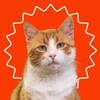 Логотип телеграм -каналу cathouseod — cat house odesa