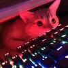Логотип телеграм канала @catistmeme — 🐾【Лежбище】-【Котиков】🐾