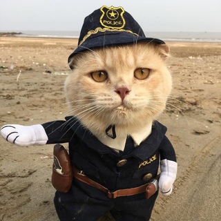 Логотип телеграм канала @catlovers22 — catloversclub