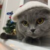 Логотип телеграм канала @catlovik — KOTYA🐱❤️