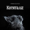 Telegram channel Котята.uz 🐾 logo
