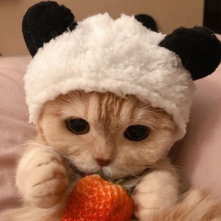 Логотип телеграм канала @catmuar — Банда моих котят🐱💗
