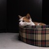 Логотип телеграм канала @catneverybody — Котики и все, все, все