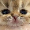 Логотип телеграм канала @catofmissingout — COMO