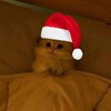 Логотип телеграм канала @catofwaiistreet — Кот с Уолл-стрит