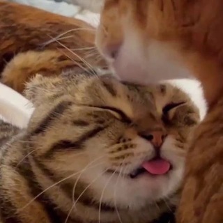 Логотип телеграм канала @catolyzer — Котолизатор