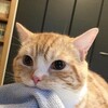 Логотип телеграм канала @catovoe — /котики/
