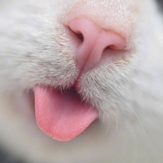 டெலிகிராம் சேனலின் சின்னம் catpedia — Котопедия