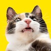Логотип телеграм канала @catpoint — CAT POINT (тыгыдык онлайн🐾)