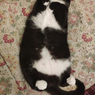 Логотип телеграм канала @cats_bellies — Пузная ловушка сломалась!