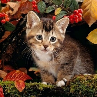 Логотип телеграм канала @cats_foto — cats&kitty
