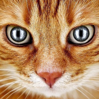 Логотип телеграм канала @cats_kitty — Котики кошки котята
