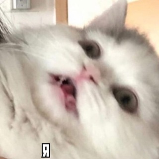 Логотип телеграм канала @cats_mems — Memes