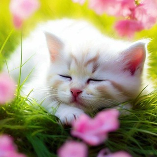 Logo of telegram channel cats_metropolis — Cats Metropolis - Daily Cats Wallpaper & Pictures
