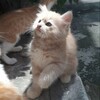 Logo of telegram channel cats — cats