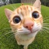 Логотип телеграм канала @cats0vibe — Cats Vibe