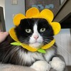 Логотип телеграм канала @cats_fresh — Смешные котики