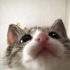Логотип телеграм канала @cats_lifec — Котики для настроения