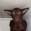 Логотип телеграм канала @cats_niggers — cats