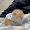 Логотип телеграм канала @cats_times — котяточные времена