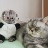 टेलीग्राम चैनल का लोगो catsandbasikstop — ~_*𑀝ᥲᴛs ᥲᥒɗ Bᥲsiκs*_~🐱❤️
