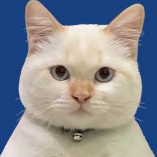 Логотип телеграм канала @catsandonly — CATS & ONLY 🐾