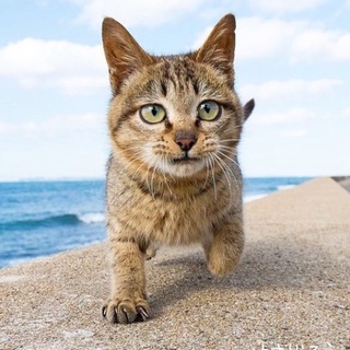 Логотип телеграм канала @catsandotherpets — Cats and other pets