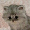 Логотип телеграм канала @catsandtaro — коты и звезды✨