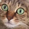 Логотип телеграм канала @catsanimem — СМЕШНЫЕ 🐱 КОТИКИ МЕМЫ