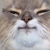 Логотип телеграм канала @catsayzbs — Кошечка сказала Заебись