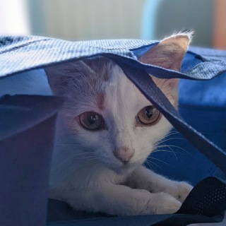 Telegram channel Лукошко для кошки logo