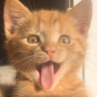 Логотип телеграм канала @catsbeingcats — котячьи выкрутасы