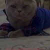 Logo of telegram channel catsbrandi — 𝐂𝐀𝐓 𝐁𝐑𝐀𝐍𝐃 ♕︎